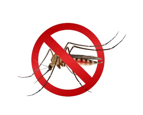 patiala-dengue