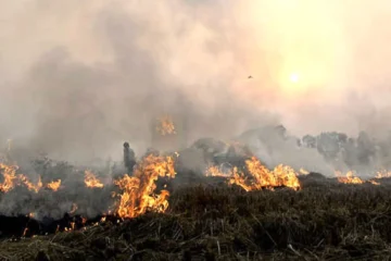 punjab-farm-fires-pick-up-again-ngt-directs-ppcb-to-take-remedial-measures