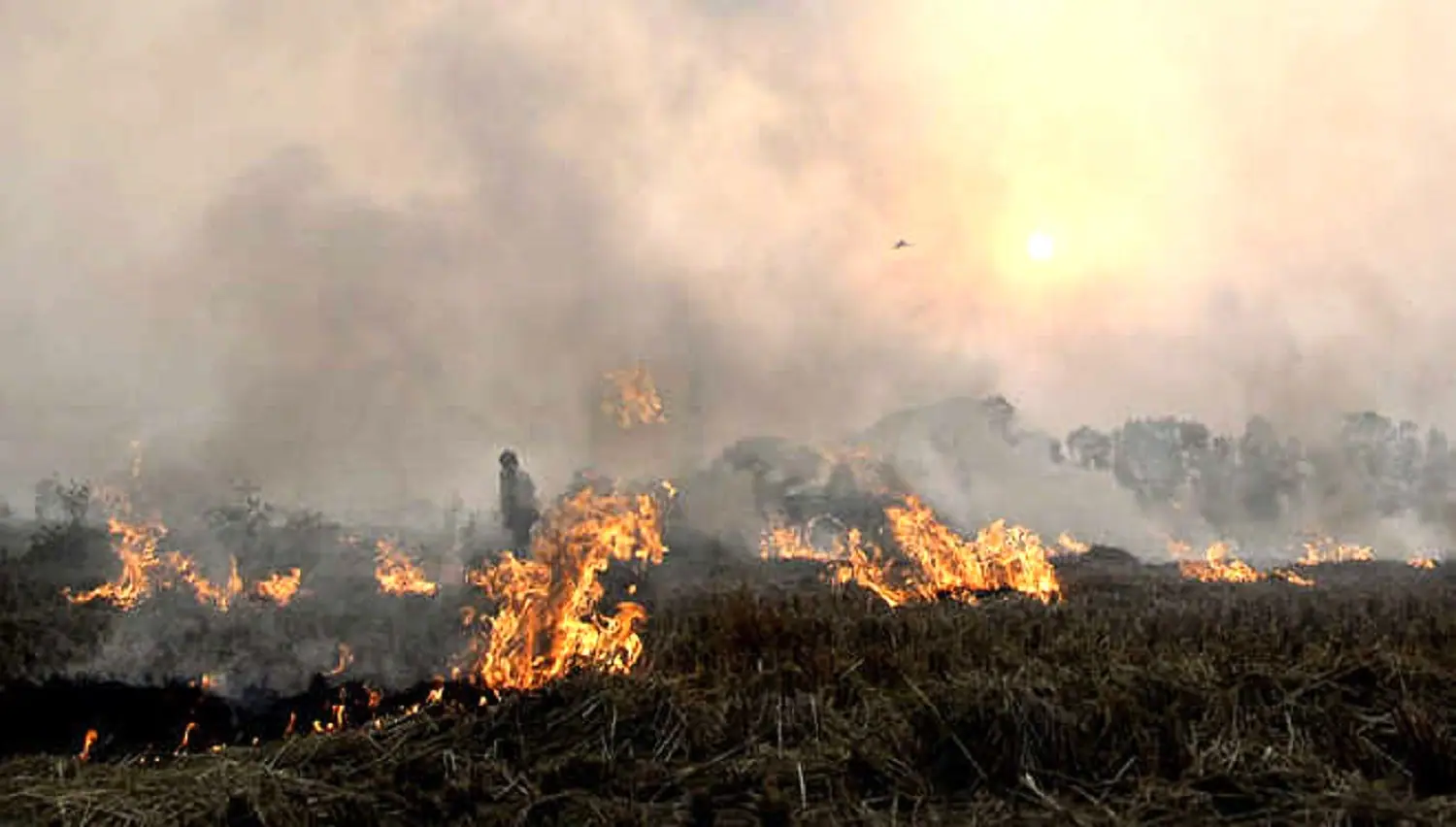 punjab-farm-fires-pick-up-again-ngt-directs-ppcb-to-take-remedial-measures